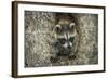 Minnesota, Sandstone. Raccoon in a Hollow Tree-Rona Schwarz-Framed Photographic Print