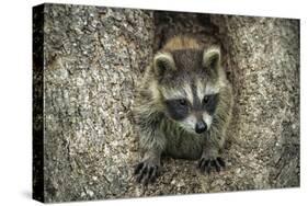Minnesota, Sandstone. Raccoon in a Hollow Tree-Rona Schwarz-Stretched Canvas