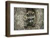 Minnesota, Sandstone. Raccoon in a Hollow Tree-Rona Schwarz-Framed Photographic Print