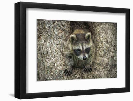 Minnesota, Sandstone. Raccoon in a Hollow Tree-Rona Schwarz-Framed Photographic Print