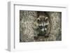 Minnesota, Sandstone. Raccoon in a Hollow Tree-Rona Schwarz-Framed Photographic Print