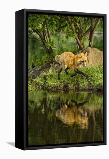 Minnesota, Sandstone, Red Fox Running Along Shoreline-Rona Schwarz-Framed Stretched Canvas