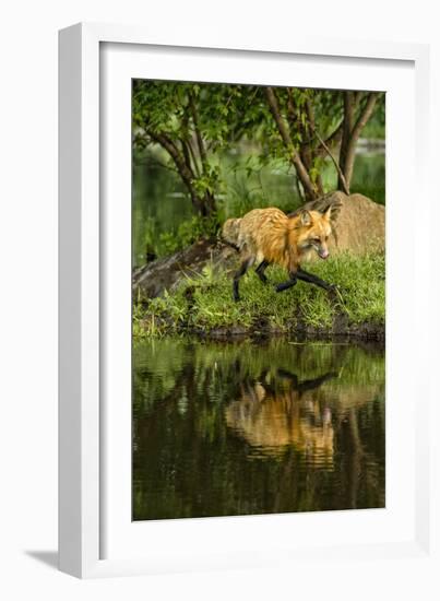 Minnesota, Sandstone, Red Fox Running Along Shoreline-Rona Schwarz-Framed Photographic Print