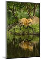 Minnesota, Sandstone, Red Fox Running Along Shoreline-Rona Schwarz-Mounted Photographic Print