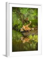 Minnesota, Sandstone, Three Red Fox Kits Gazing Intently Ahead-Rona Schwarz-Framed Photographic Print