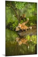 Minnesota, Sandstone, Three Red Fox Kits Gazing Intently Ahead-Rona Schwarz-Mounted Photographic Print