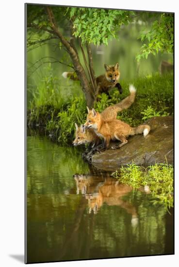 Minnesota, Sandstone, Three Red Fox Kits Gazing Intently Ahead-Rona Schwarz-Mounted Photographic Print