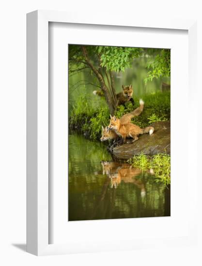 Minnesota, Sandstone, Three Red Fox Kits Gazing Intently Ahead-Rona Schwarz-Framed Photographic Print