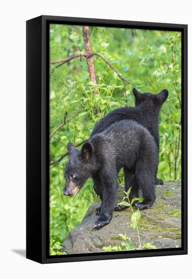 Minnesota, Sandstone, Two Black Bear Cubs Standing Back to Back-Rona Schwarz-Framed Stretched Canvas