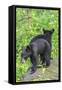 Minnesota, Sandstone, Two Black Bear Cubs Standing Back to Back-Rona Schwarz-Framed Stretched Canvas