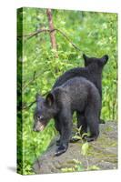 Minnesota, Sandstone, Two Black Bear Cubs Standing Back to Back-Rona Schwarz-Stretched Canvas