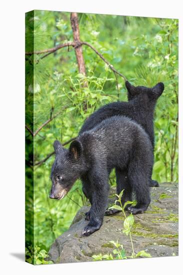 Minnesota, Sandstone, Two Black Bear Cubs Standing Back to Back-Rona Schwarz-Stretched Canvas