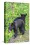 Minnesota, Sandstone, Two Black Bear Cubs Standing Back to Back-Rona Schwarz-Stretched Canvas