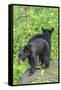 Minnesota, Sandstone, Two Black Bear Cubs Standing Back to Back-Rona Schwarz-Framed Stretched Canvas