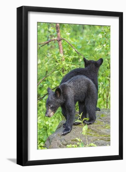 Minnesota, Sandstone, Two Black Bear Cubs Standing Back to Back-Rona Schwarz-Framed Photographic Print