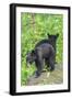 Minnesota, Sandstone, Two Black Bear Cubs Standing Back to Back-Rona Schwarz-Framed Photographic Print