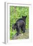 Minnesota, Sandstone, Two Black Bear Cubs Standing Back to Back-Rona Schwarz-Framed Photographic Print