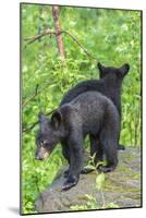 Minnesota, Sandstone, Two Black Bear Cubs Standing Back to Back-Rona Schwarz-Mounted Photographic Print