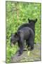 Minnesota, Sandstone, Two Black Bear Cubs Standing Back to Back-Rona Schwarz-Mounted Photographic Print
