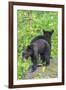 Minnesota, Sandstone, Two Black Bear Cubs Standing Back to Back-Rona Schwarz-Framed Photographic Print