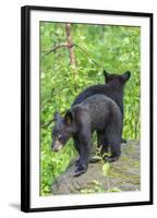 Minnesota, Sandstone, Two Black Bear Cubs Standing Back to Back-Rona Schwarz-Framed Photographic Print