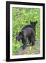 Minnesota, Sandstone, Two Black Bear Cubs Standing Back to Back-Rona Schwarz-Framed Photographic Print