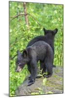 Minnesota, Sandstone, Two Black Bear Cubs Standing Back to Back-Rona Schwarz-Mounted Photographic Print