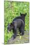 Minnesota, Sandstone, Two Black Bear Cubs Standing Back to Back-Rona Schwarz-Mounted Photographic Print