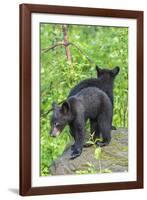 Minnesota, Sandstone, Two Black Bear Cubs Standing Back to Back-Rona Schwarz-Framed Photographic Print