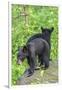 Minnesota, Sandstone, Two Black Bear Cubs Standing Back to Back-Rona Schwarz-Framed Photographic Print