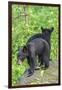 Minnesota, Sandstone, Two Black Bear Cubs Standing Back to Back-Rona Schwarz-Framed Photographic Print