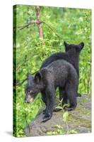 Minnesota, Sandstone, Two Black Bear Cubs Standing Back to Back-Rona Schwarz-Stretched Canvas