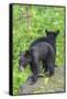 Minnesota, Sandstone, Two Black Bear Cubs Standing Back to Back-Rona Schwarz-Framed Stretched Canvas