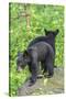 Minnesota, Sandstone, Two Black Bear Cubs Standing Back to Back-Rona Schwarz-Stretched Canvas