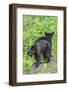 Minnesota, Sandstone, Two Black Bear Cubs Standing Back to Back-Rona Schwarz-Framed Photographic Print