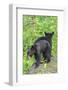 Minnesota, Sandstone, Two Black Bear Cubs Standing Back to Back-Rona Schwarz-Framed Photographic Print