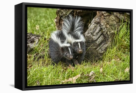 Minnesota, Sandstone, Two Striped Skunk Kits Outside Hollow Log-Rona Schwarz-Framed Stretched Canvas