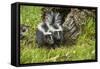 Minnesota, Sandstone, Two Striped Skunk Kits Outside Hollow Log-Rona Schwarz-Framed Stretched Canvas