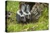 Minnesota, Sandstone, Two Striped Skunk Kits Outside Hollow Log-Rona Schwarz-Stretched Canvas