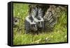 Minnesota, Sandstone, Two Striped Skunk Kits Outside Hollow Log-Rona Schwarz-Framed Stretched Canvas