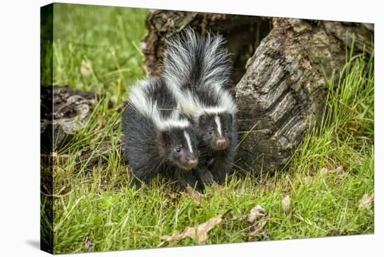 Minnesota, Sandstone, Two Striped Skunk Kits Outside Hollow Log-Rona Schwarz-Stretched Canvas