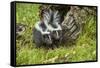 Minnesota, Sandstone, Two Striped Skunk Kits Outside Hollow Log-Rona Schwarz-Framed Stretched Canvas