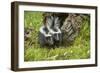 Minnesota, Sandstone, Two Striped Skunk Kits Outside Hollow Log-Rona Schwarz-Framed Photographic Print