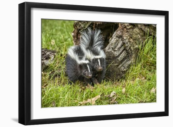 Minnesota, Sandstone, Two Striped Skunk Kits Outside Hollow Log-Rona Schwarz-Framed Photographic Print