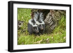 Minnesota, Sandstone, Two Striped Skunk Kits Outside Hollow Log-Rona Schwarz-Framed Photographic Print