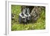 Minnesota, Sandstone, Two Striped Skunk Kits Outside Hollow Log-Rona Schwarz-Framed Photographic Print