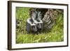 Minnesota, Sandstone, Two Striped Skunk Kits Outside Hollow Log-Rona Schwarz-Framed Photographic Print