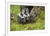 Minnesota, Sandstone, Two Striped Skunk Kits Outside Hollow Log-Rona Schwarz-Framed Photographic Print