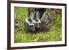 Minnesota, Sandstone, Two Striped Skunk Kits Outside Hollow Log-Rona Schwarz-Framed Photographic Print