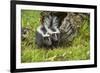 Minnesota, Sandstone, Two Striped Skunk Kits Outside Hollow Log-Rona Schwarz-Framed Photographic Print